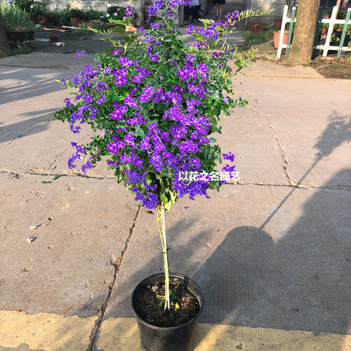 香水连翘花盆栽蕾丝金露花巧克力花棒棒糖香水味庭院花木多季开花 - 图1