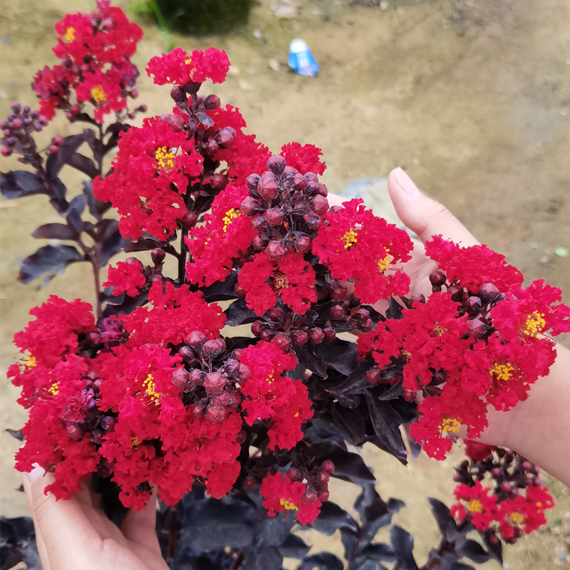 丹红紫叶紫薇花盆栽庭院阳台种植风景树名贵美国红花红叶紫薇树苗-图1