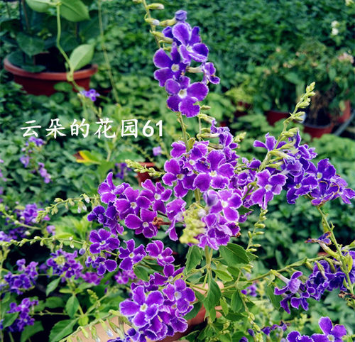 香水连翘花盆栽蕾丝金露花巧克力花棒棒糖香水味庭院花木多季开花 - 图2