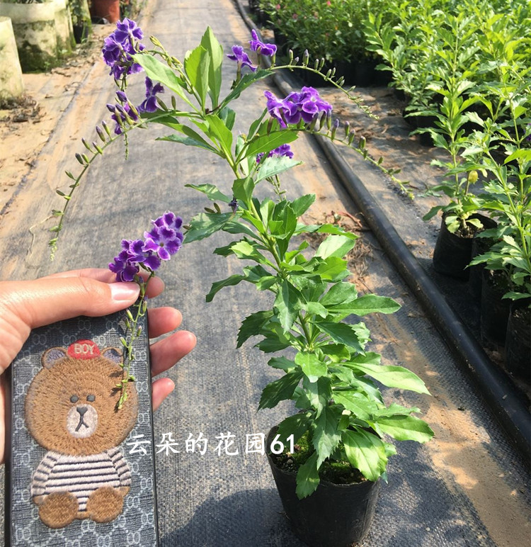 香水连翘花盆栽蕾丝金露花巧克力花棒棒糖香水味庭院花木四季开花 - 图3