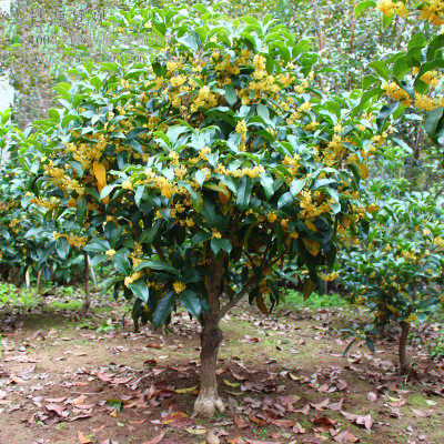 四季桂盆栽植物金桂日香桂沉香桂八月桂嫁接桂花树苗四季开花包活 虎窝淘