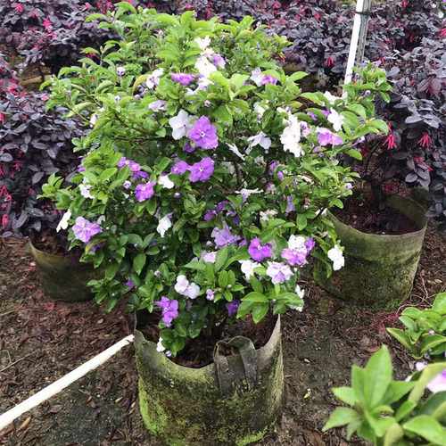 鸳鸯双色茉莉花盆栽四季开花不断植物室内外驱蚊观花花卉狮头茉莉 - 图0