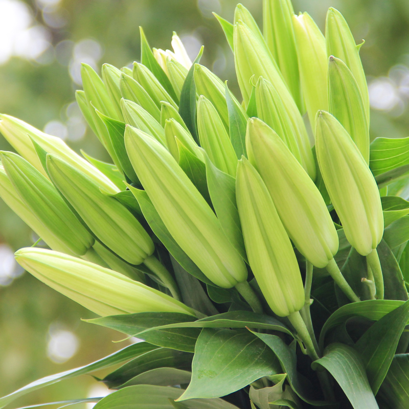 香水百合鲜花束玫瑰花材云南昆明基地直发向日葵水养直批速递同城-图1