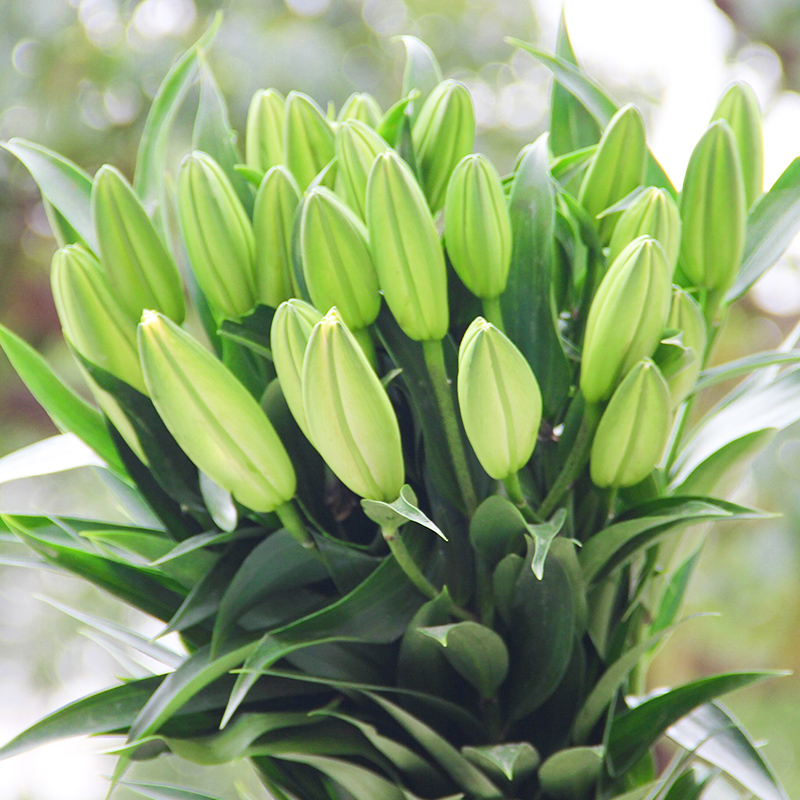 香水百合鲜花束玫瑰花材云南昆明基地直发向日葵水养直批速递同城-图2