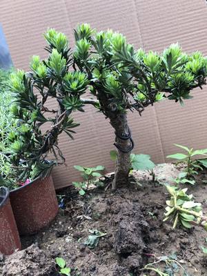 圆叶黑珍珠罗汉松小米叶雀舌树苗绿植盆栽盆景小品素材苗常青植物 虎窝淘