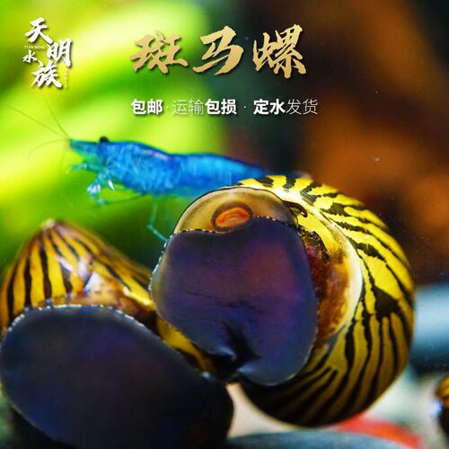 粗纹进口斑马螺观赏螺工具除藻螺螺除藻宠物草缸活体黑金刚鲍鱼螺 - 图1