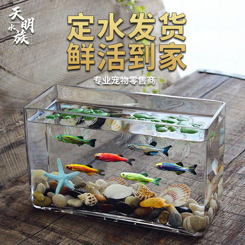 荧光斑马鱼灯科鱼活体冷热水练手宝莲红绿灯小型热带观赏孔雀鱼 - 图2