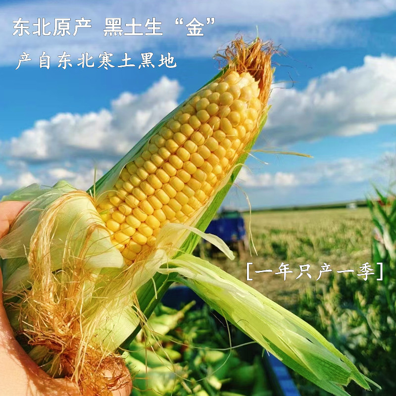 田丰3号东北黄糯玉米新鲜大棒粘黏苞米粗粮早餐健身主食真空包装,淘宝优惠券,粉丝福利购,淘宝优惠卷