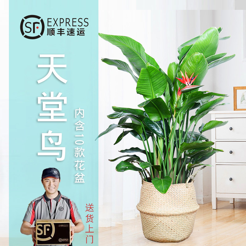 1.5-1.7米天堂鸟盆栽北欧风大型网红植物旅人蕉鹤望兰直播专拍,淘宝优惠券,粉丝福利购,淘宝优惠卷