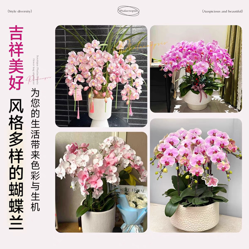 蝴蝶兰带花盆栽办公室内桌面鲜花盆景客厅真花卉兰花大苗四季好养 - 图2