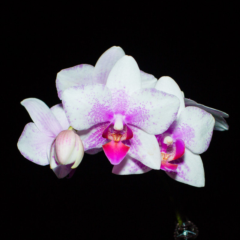 鹿特丹 带花蝴蝶兰配送懒人盆一个名贵盆栽花卉植物室内好养 集圆生物科技 淘优券