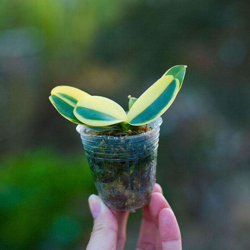 蝴蝶兰迷你金边兰花盆栽矮种金叶咖啡带花苞名贵花卉植物花苗绿植 集圆生物科技 淘优券
