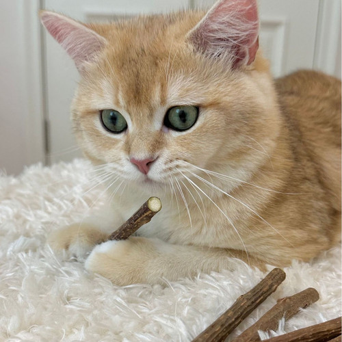 Bingo/TOOCAT精品木天蓼猫咪玩具逗猫棒啃咬洁齿磨牙棒 - 图2