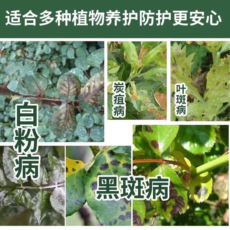 多肉白粉病药月季花黑斑病专用药草莓杀菌剂烟煤病常用药克星绣球 - 图2