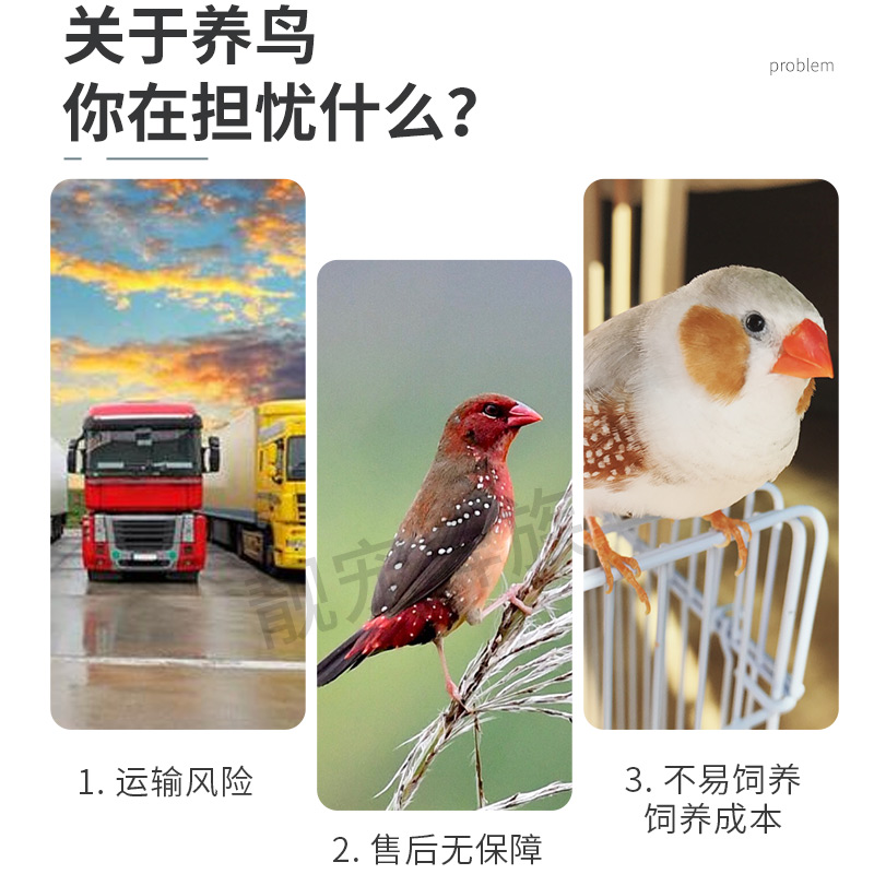 珍珠鸟活体一对白色灰色驼色观赏鸟繁殖白灰文鸟宠物鸟上手鸟包邮,淘宝优惠券,粉丝福利购,淘宝优惠卷