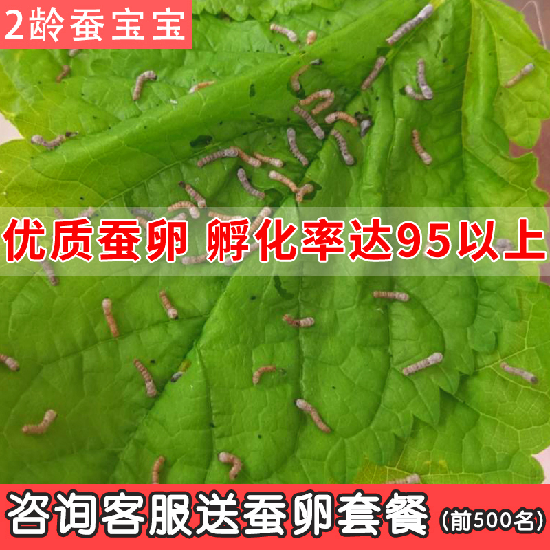 蚕宝宝幼虫蚕籽100粒【送孵化盒桑叶】-第2张图片-提都小院