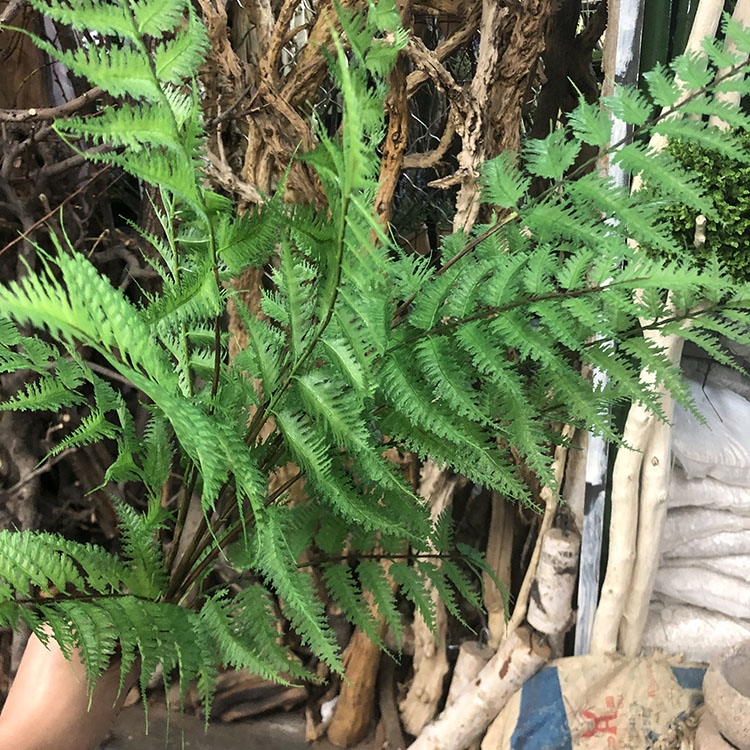 仿真波斯草软胶羽节蕨锯叶蕨草黑骨芒植物假花软装插花配材装饰 - 图1