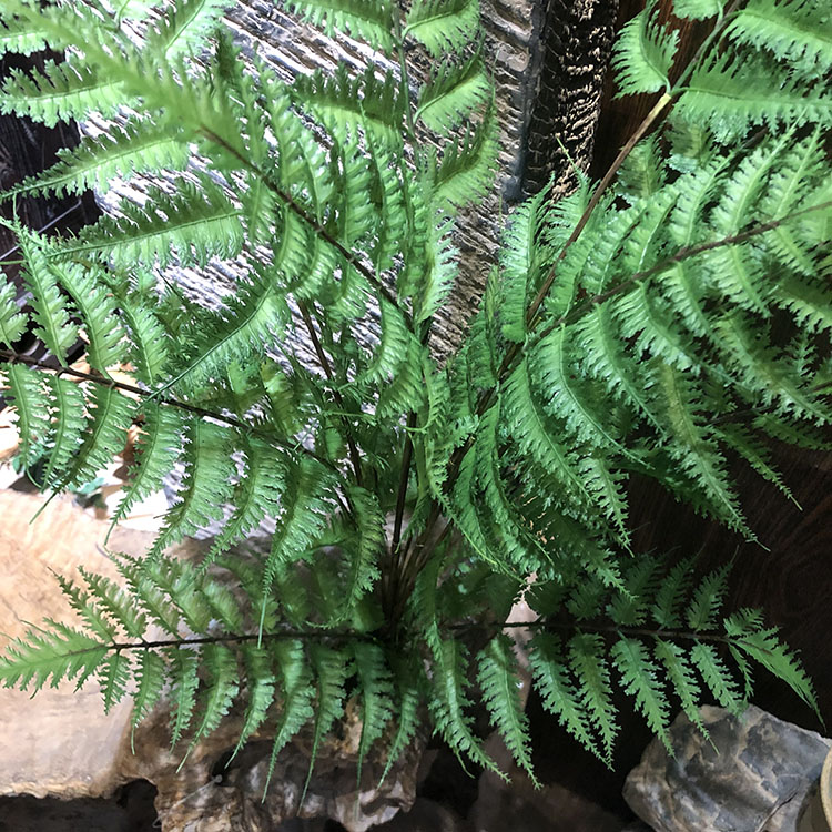 仿真波斯草软胶羽节蕨锯叶蕨草黑骨芒植物假花软装插花配材装饰 - 图2