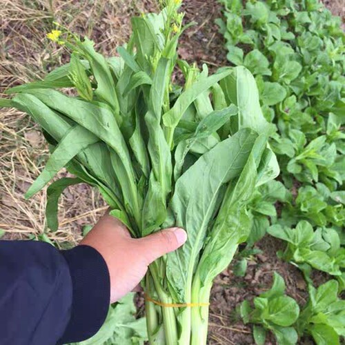 白菜苔菜种籽四季广东菜心白菜苔苗农家新鲜青菜蔬菜种子孑籽种 - 图1