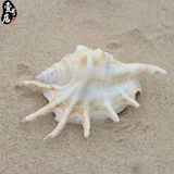 Бесплатная доставка Hainan Sanya Conch Shell Seven -Corner Snail 15 см дома украшение