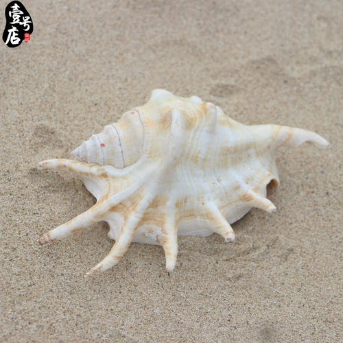 Бесплатная доставка Hainan Sanya Conch Shell Seven -Corner Snail 15 см дома украшение