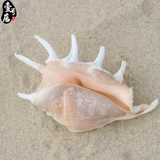 Бесплатная доставка Hainan Sanya Conch Shell Seven -Corner Snail 15 см дома украшение