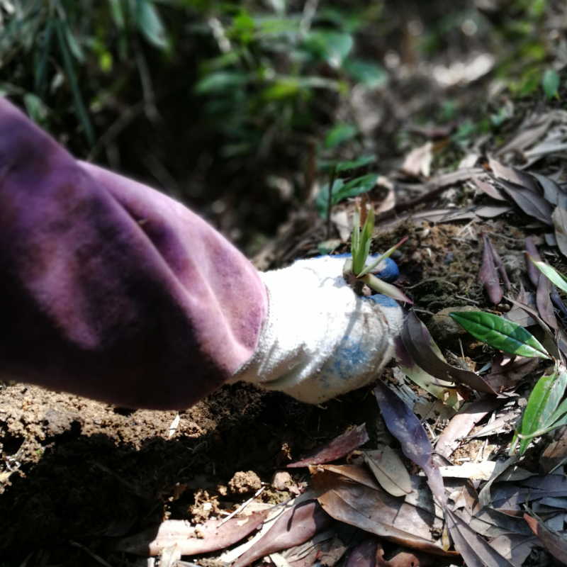 苦笋新鲜清水笋甘笋春笋竹笋客家特产非雷笋野菜时令蔬菜5斤包邮 - 图1