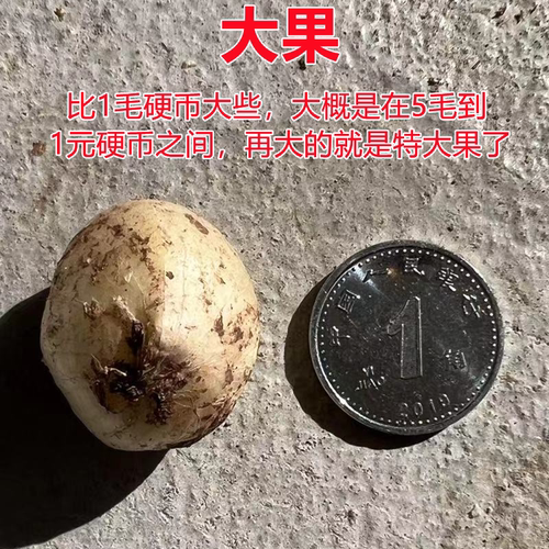 四川农家新鲜苦藠团葱小野蒜茭洋葱小根蒜苦蒜薤白荞头做咸菜炖汤 - 图1