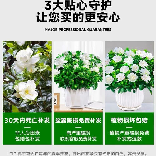 带盆【带花苞】栀子花盆栽室内水培桌面四季好养花卉植物年宵花 - 图2