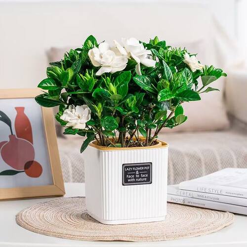 带盆【带花苞】栀子花盆栽室内水培桌面四季好养花卉植物年宵花 - 图1