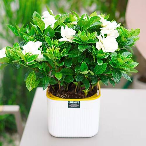 带盆【带花苞】栀子花盆栽室内水培桌面四季好养花卉植物年宵花 - 图0