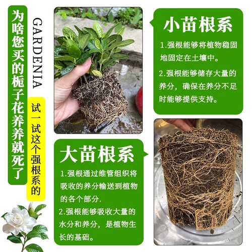 【特大盆栀子花】丛生香水重瓣盆栽大花卉植物室内带花苞四季好养 - 图2