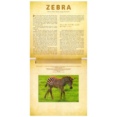 A Photicular Book 光与影视觉动画书系列 会动的3D图画书 Safari Ocean Polar Jungle Dinosaur 儿童百科科普 英文原版进口图书 - 图0