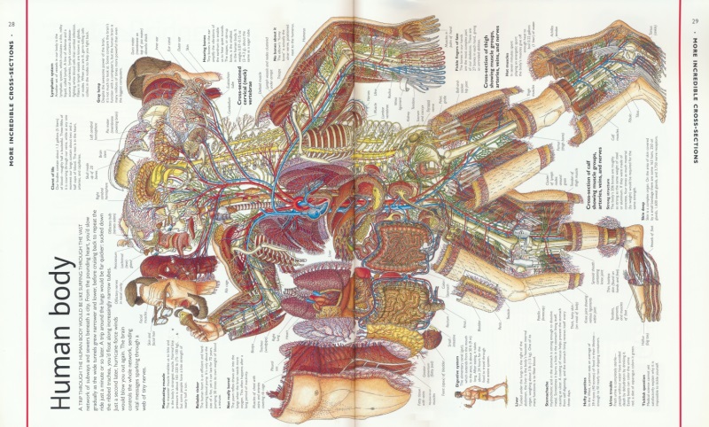 【自营】Stephen Biesty's Cross-Sections DK不可思议的大剖面系列 斯蒂芬·比斯蒂 25周年纪念精装版 儿童图解百科 英文原版进口