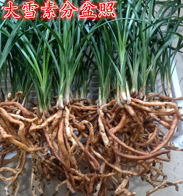 云南大理兰花苗莲瓣兰带花苞连体苗大兜兰花莲瓣兰茗品大雪素 - 图3