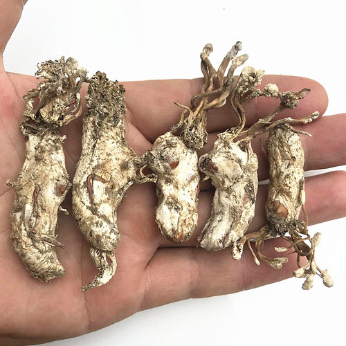 包邮2025年新货500g大别山金蝉花竹林金禅花知了猴虫草土蚕花禅花 - 图1