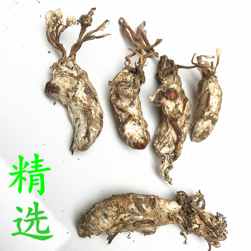 包邮2025年新货500g大别山金蝉花竹林金禅花知了猴虫草土蚕花禅花 - 图2