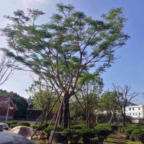 耐寒蓝花楹树苗珍贵名树庭院绿化苗木南北方种植观花凤凰花风景树 - 图0