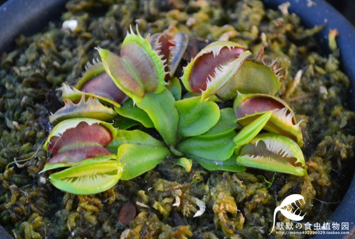 食虫植物-模糊牙捕蝇草【特价小苗】包邮