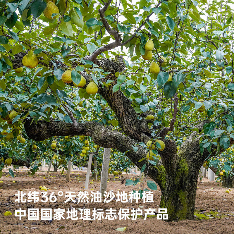 一枝笔莱阳梨汁饮料310ml*16罐细高罐清甜润口梨味果汁饮品,淘宝优惠券,粉丝福利购,淘宝优惠卷