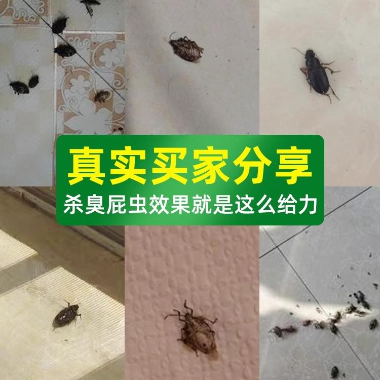 臭大姐驱赶专用药椿象杀虫剂臭屁虫防蝽虫喷雾椿除驱蝽蟓杀春象灭