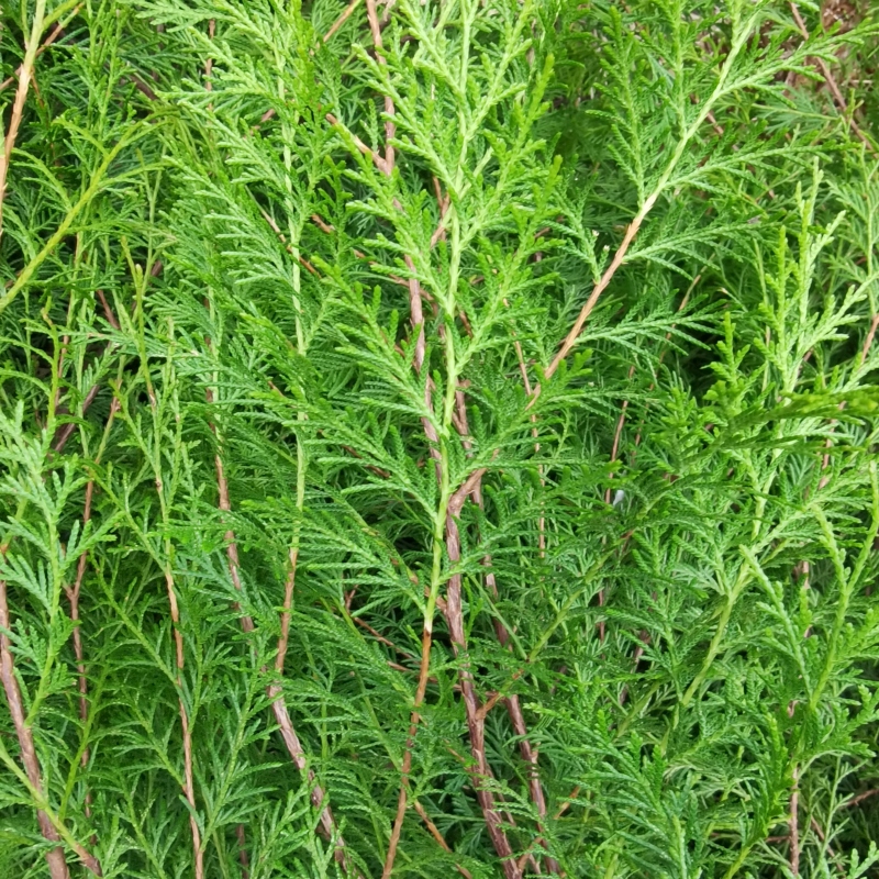 熏腊肉香肠专用柏叶柏树枝丫野生洗发护发养发泡水煮酒圣诞装饰侧 - 图0