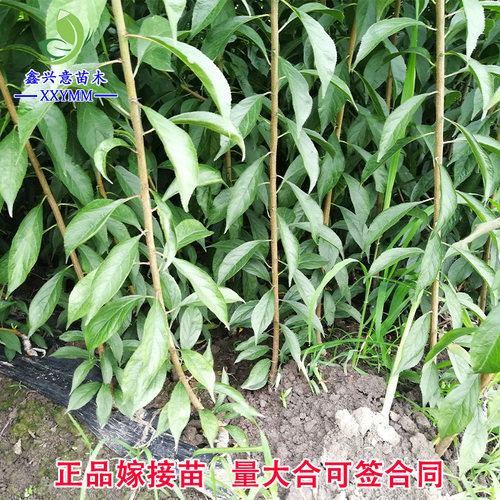 蜂糖李苗青脆李苗五月脆李苗晚熟蜜脆李苗李子树苗四川优质果树苗 - 图1