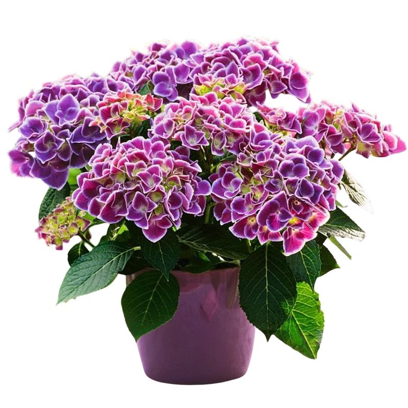 绣球花苗盆栽老桩无尽夏带花大苗室内外阳台庭院耐寒绿植四季开花,淘宝优惠券,粉丝福利购,淘宝优惠卷