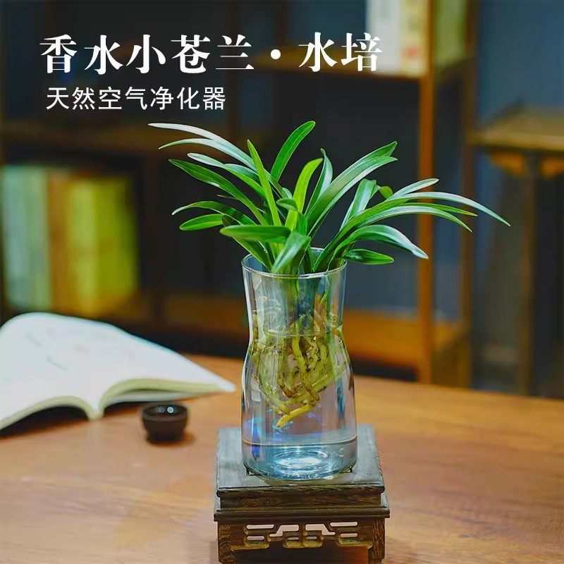 水培香水兰花苗中矮种室内植物浓香四季建花卉耐寒冬季带花苞客厅,淘宝优惠券,粉丝福利购,淘宝优惠卷