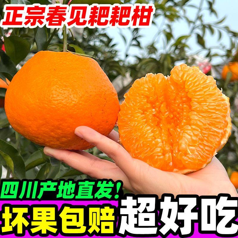 正宗四川春见耙耙柑新鲜果当季粑粑柑柑橘丑八怪桔子现摘年货节,淘宝优惠券,粉丝福利购,淘宝优惠卷
