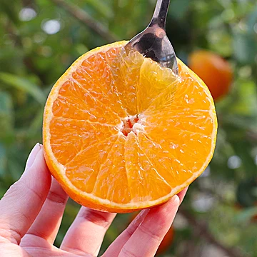 四川眉山38号爱媛果冻橙4.5斤[1元优惠券]-寻折猪