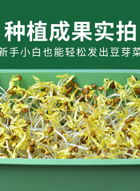 家用育苗发芽盆豆芽机发豆芽神器