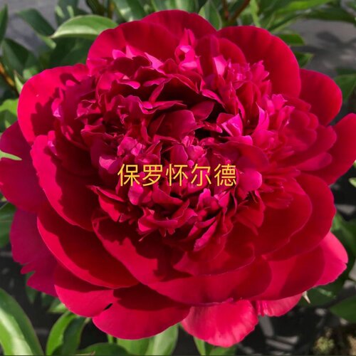 重瓣芍药花带芽根块阳台庭院耐寒四季盆栽花卉春季开花勺药 - 图0