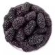 Xinjiang dried mulberries 25g*10 bags